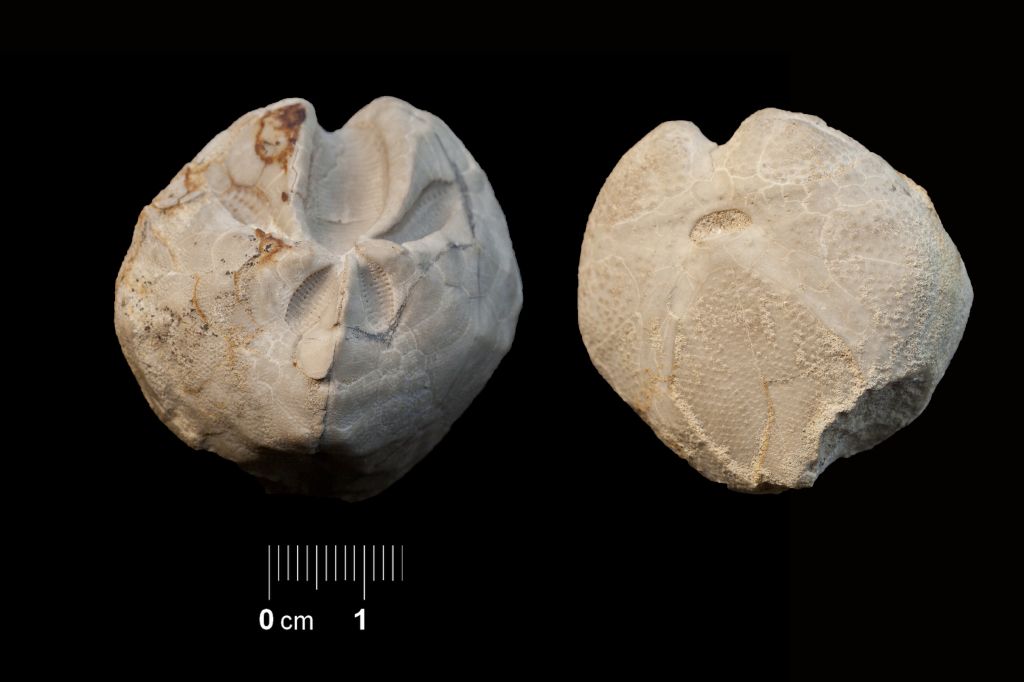 Fossile (invertebrato, teca di echinide, esemplare)