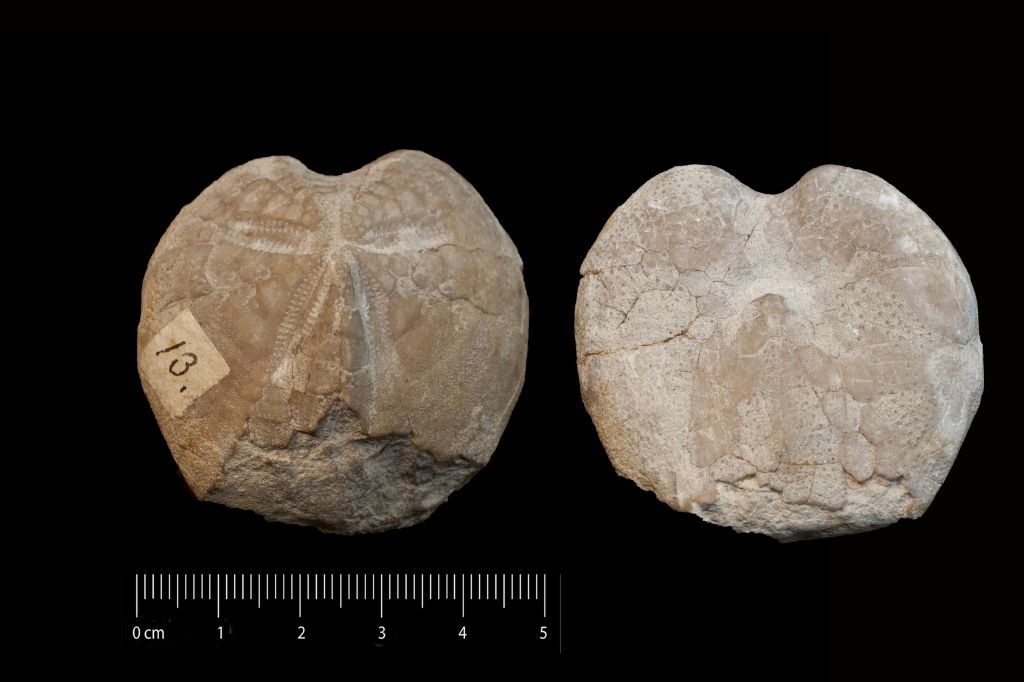 Fossile (invertebrato, teca di echinide, esemplare)