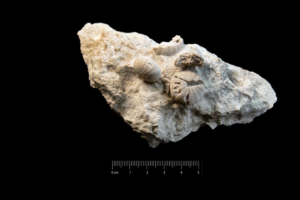 Fossile (invertebrato, teca di echinide, associazione fossile)