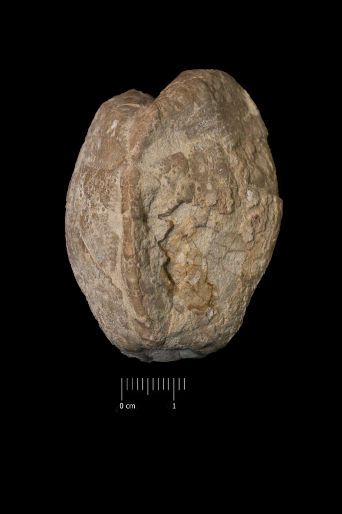 Fossile (invertebrato, teca di echinide, esemplare)