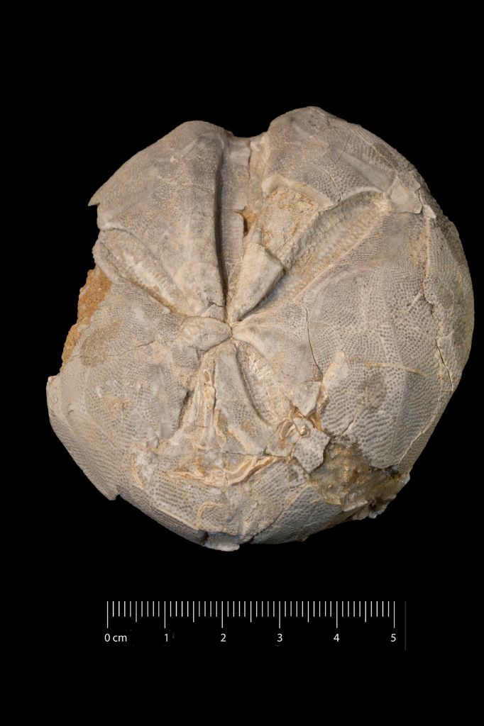 Fossile (invertebrato, teca di echinide, esemplare)