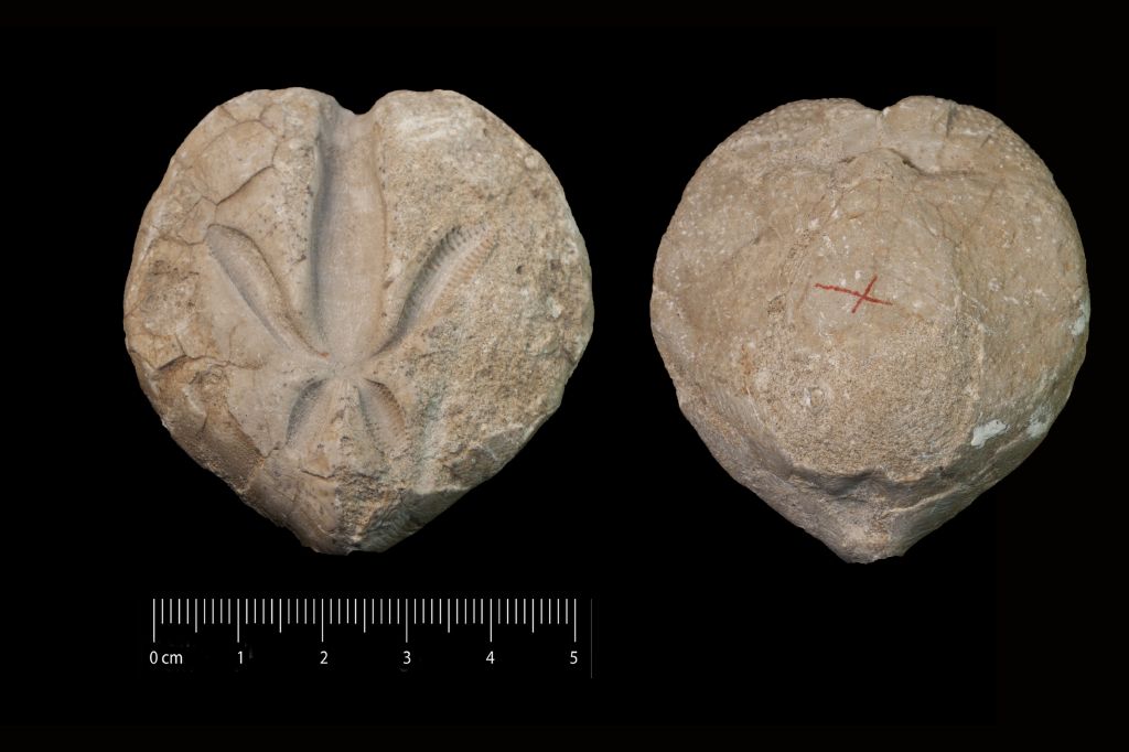 Fossile (invertebrato, teca di echinide, esemplare)