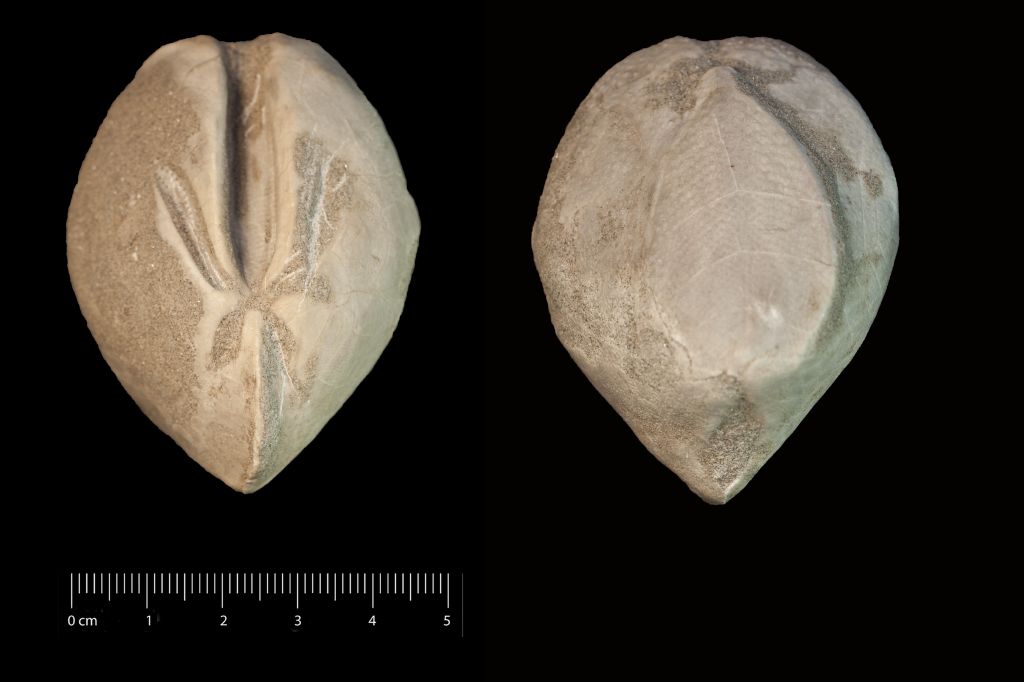 Fossile (invertebrato, teca di echinide, esemplare)