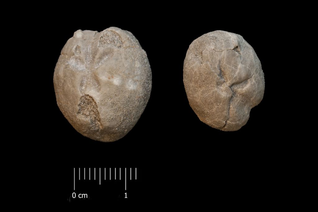 Fossile (invertebrato, teca di echinide, serie)