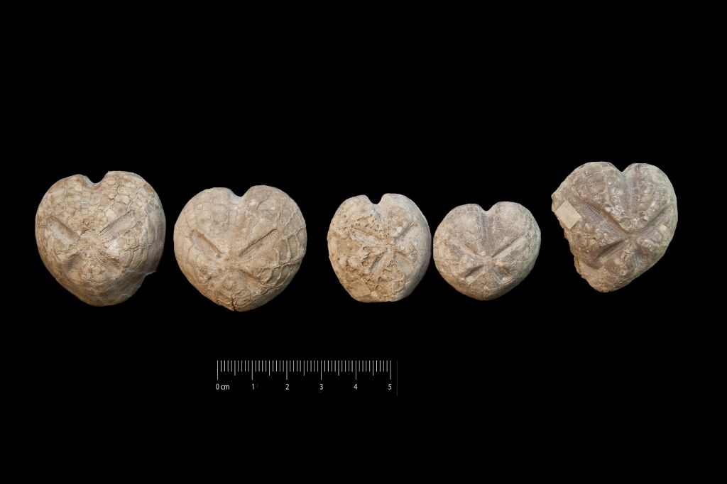Fossile (invertebrato, teca di echinide, serie)