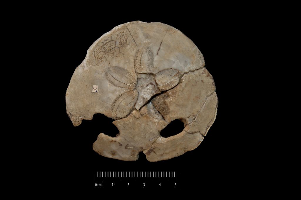 Fossile (invertebrato, teca di echinide, esemplare)