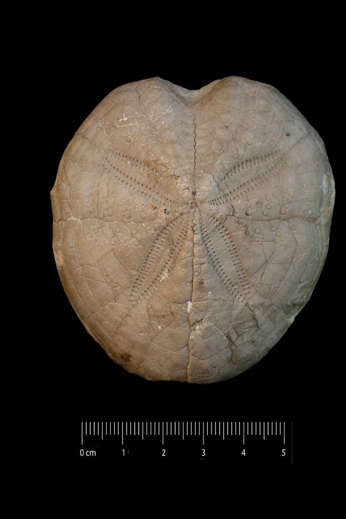 Fossile (invertebrato, teca di echinide, esemplare)