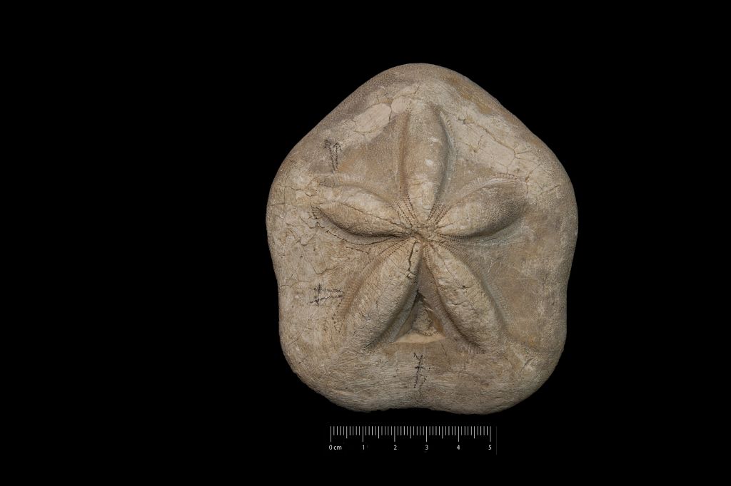 Fossile (invertebrato, teca di echinide, esemplare)