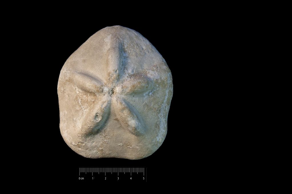 Fossile (invertebrato, teca di echinide, esemplare)