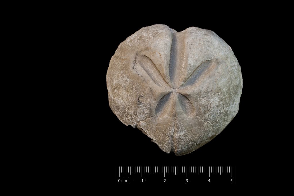 Fossile (invertebrato, teca di echinide, esemplare)