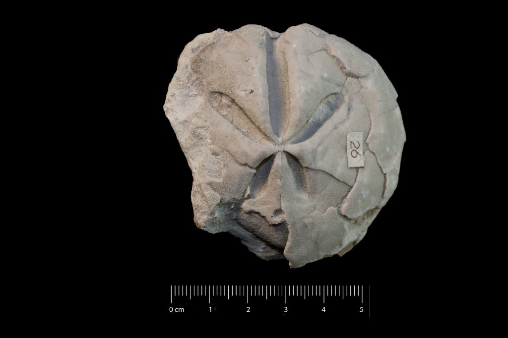 Fossile (invertebrato, teca di echinide, esemplare)