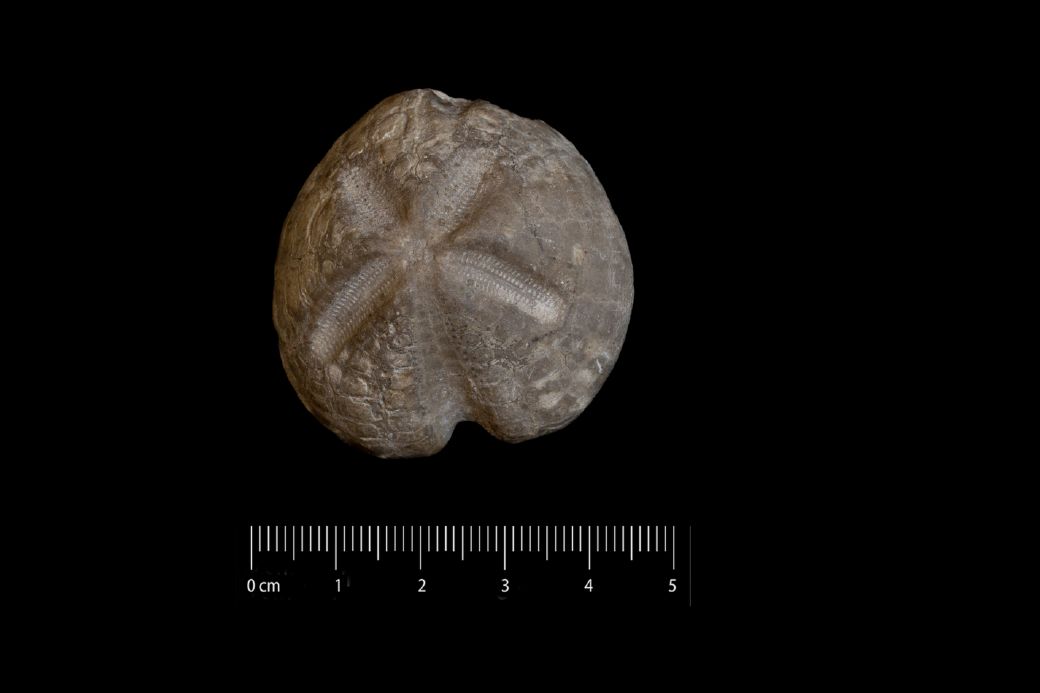 Fossile (invertebrato, teca di echinide, esemplare)