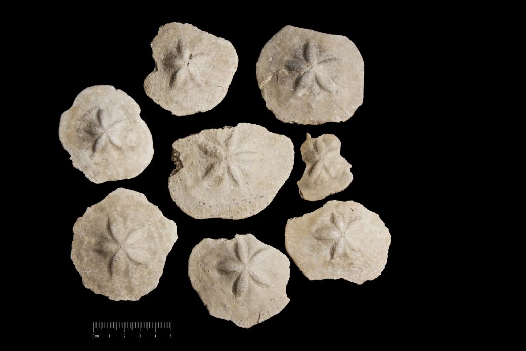Fossile (invertebrato, teca di echinide, serie)