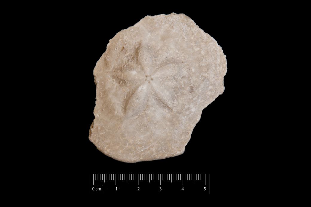 Fossile (invertebrato, teca di echinide, esemplare)