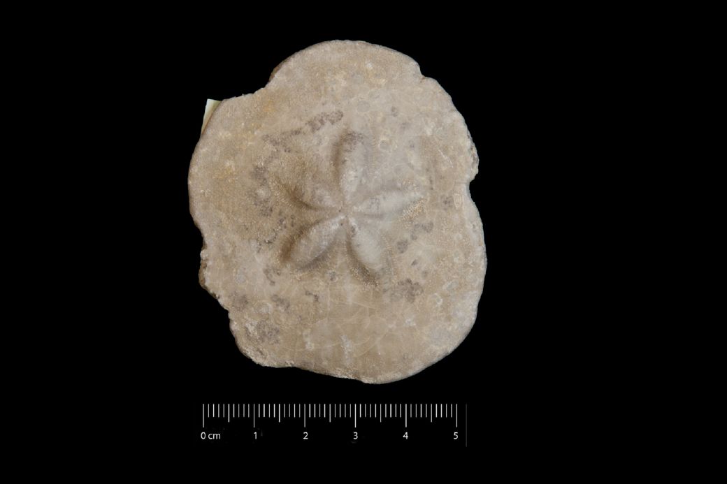 Fossile (invertebrato, teca di echinide, esemplare)