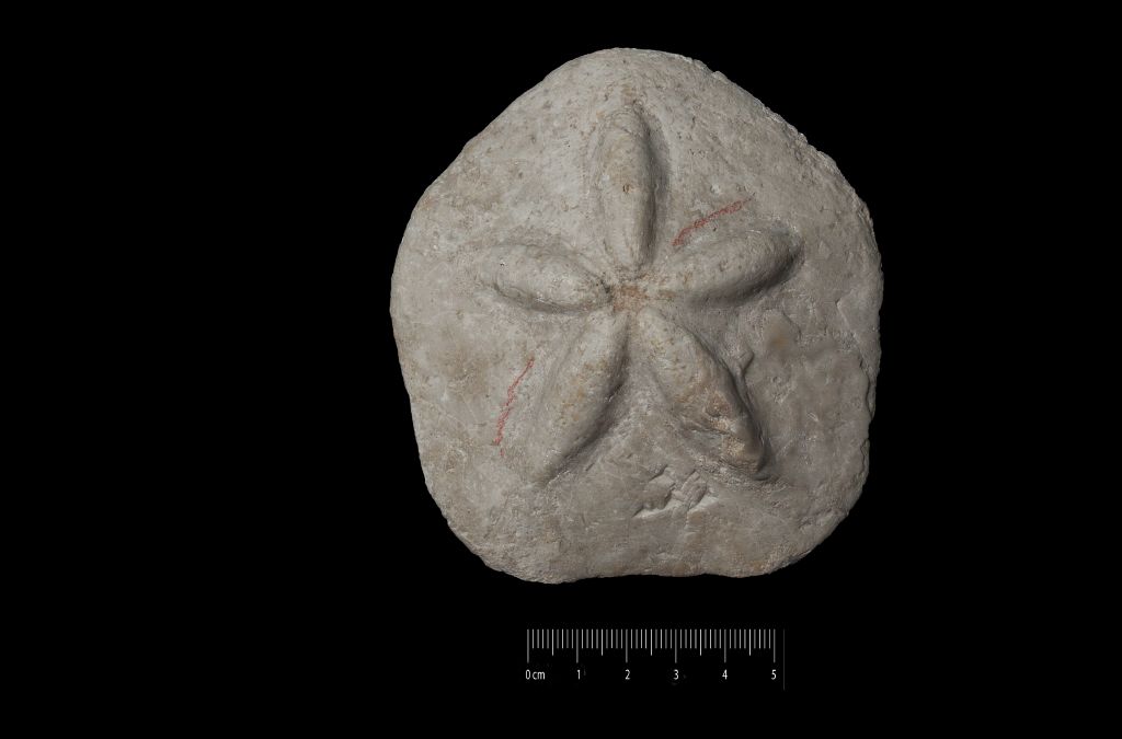 Fossile (invertebrato, teca di echinide, esemplare)