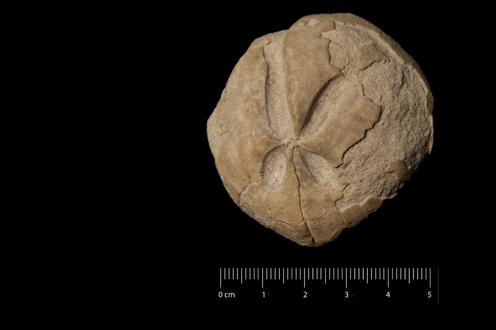 Fossile (invertebrato, teca di echinide, esemplare)
