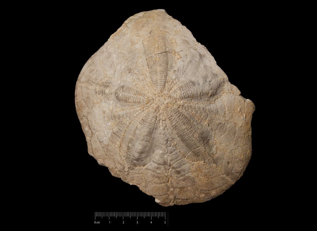 Fossile (invertebrato, teca di echinide, esemplare)