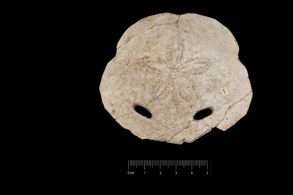 Fossile (invertebrato, teca di echinide, esemplare)