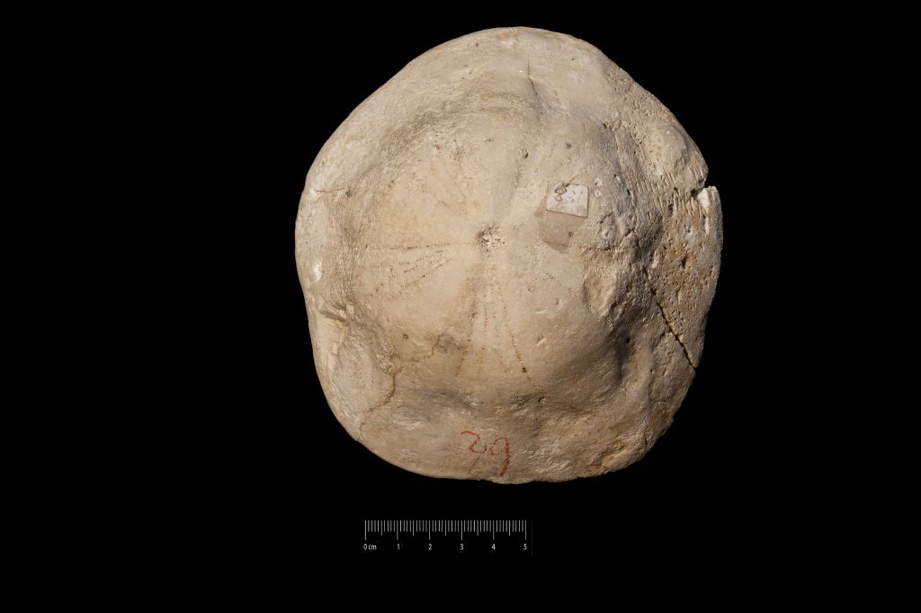 Fossile (invertebrato, teca di echinide, esemplare)