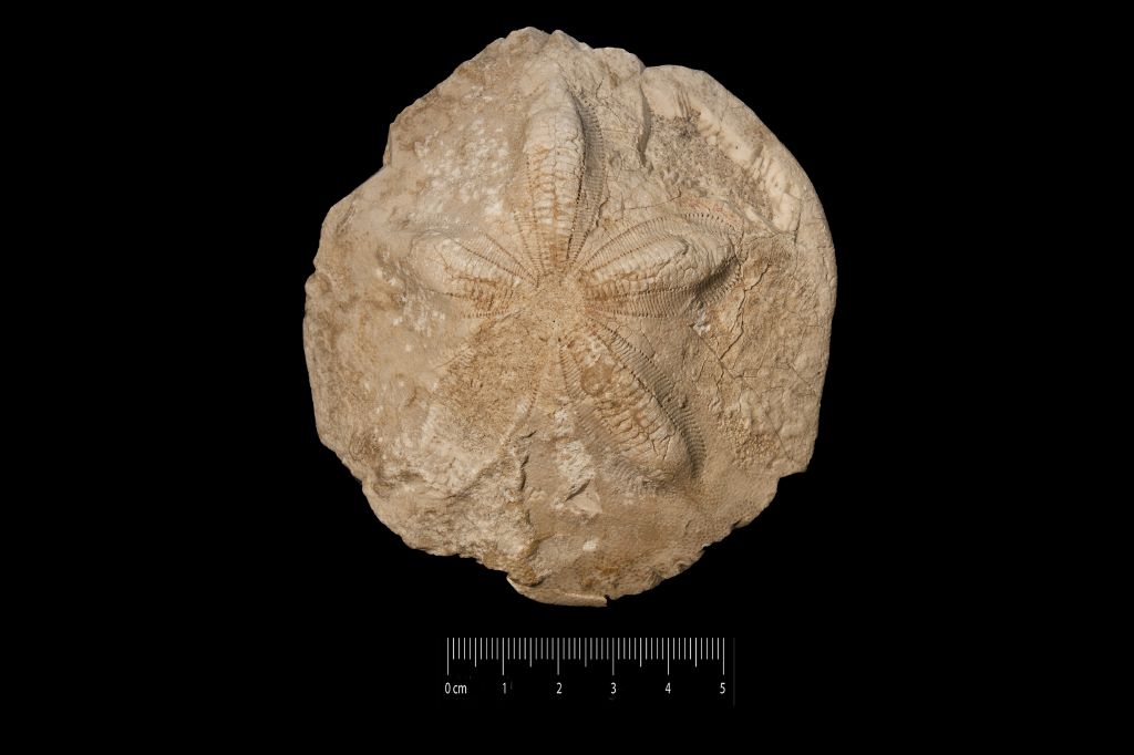 Fossile (invertebrato, teca di echinide, esemplare)