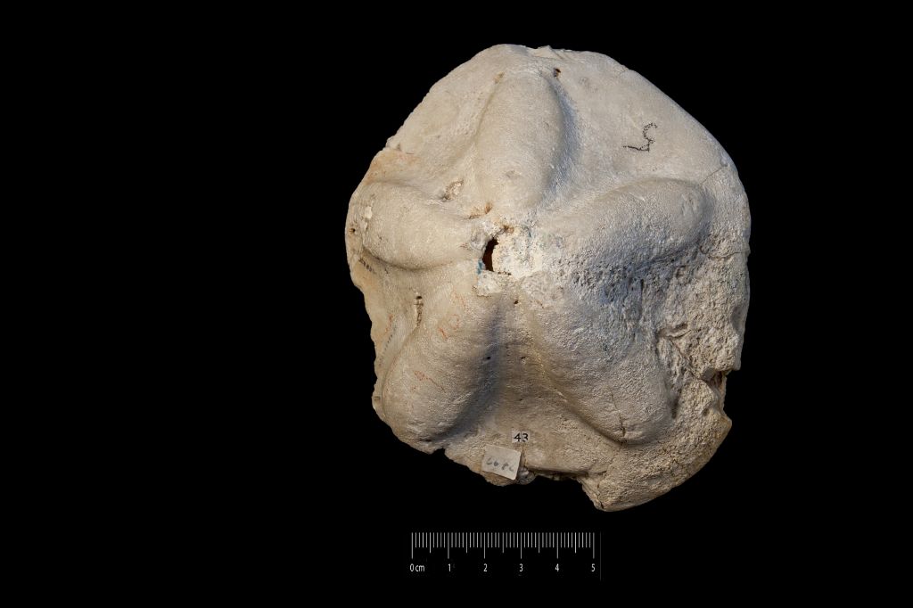Fossile (invertebrato, teca di echinide, esemplare)