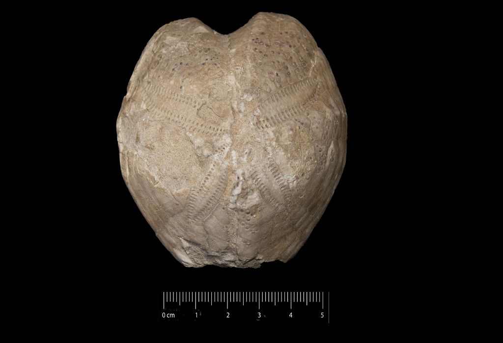 Fossile (invertebrato, teca di echinide, esemplare)