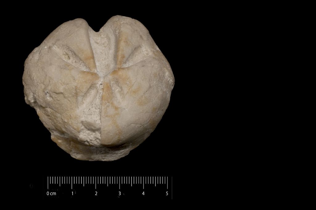 Fossile (invertebrato, teca di echinide, esemplare)