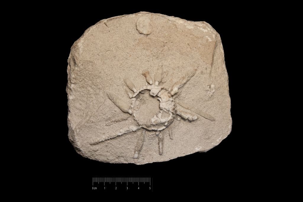 Fossile (invertebrato, teca di echinide, esemplare)