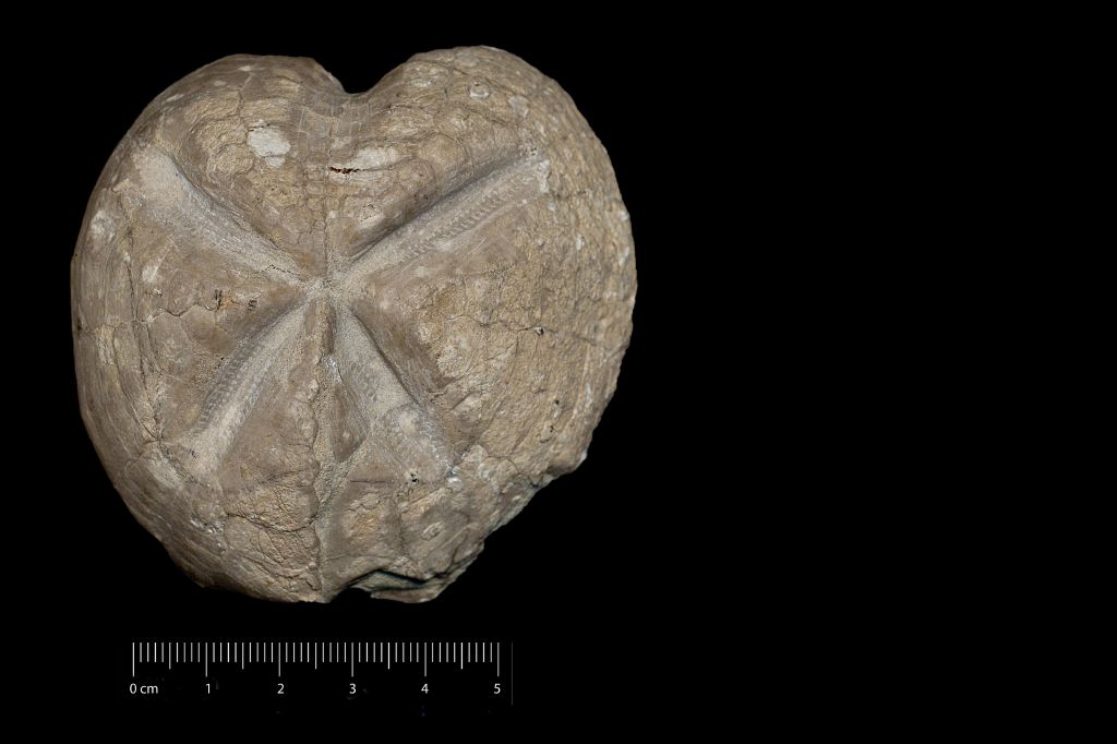 Fossile (invertebrato, teca di echinide, esemplare)