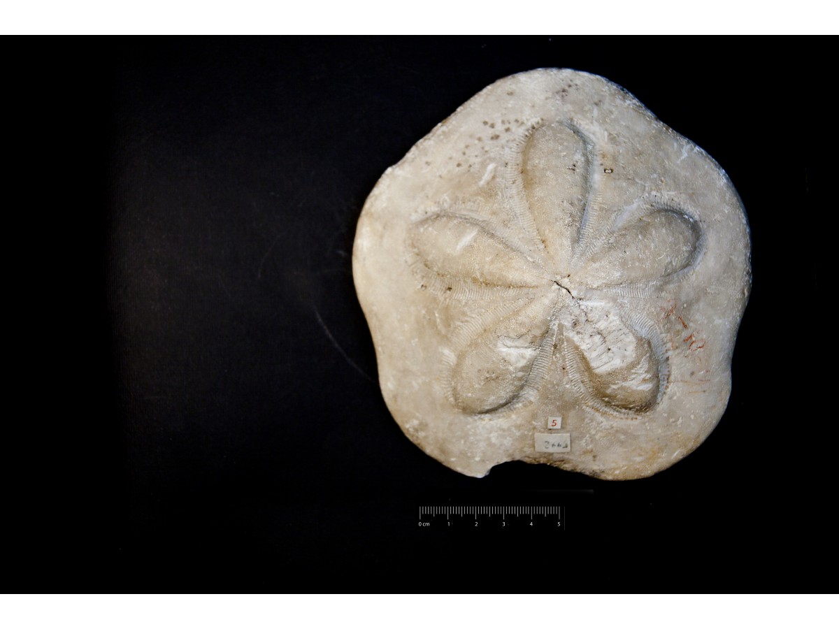 Fossile (invertebrato, teca di echinide, esemplare)