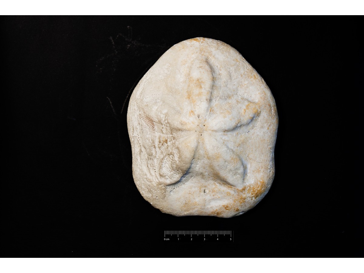 Fossile (invertebrato, teca di echinide, esemplare)