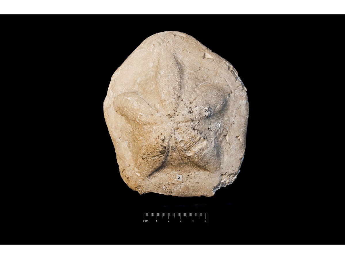 Fossile (invertebrato, teca di echinide, esemplare)