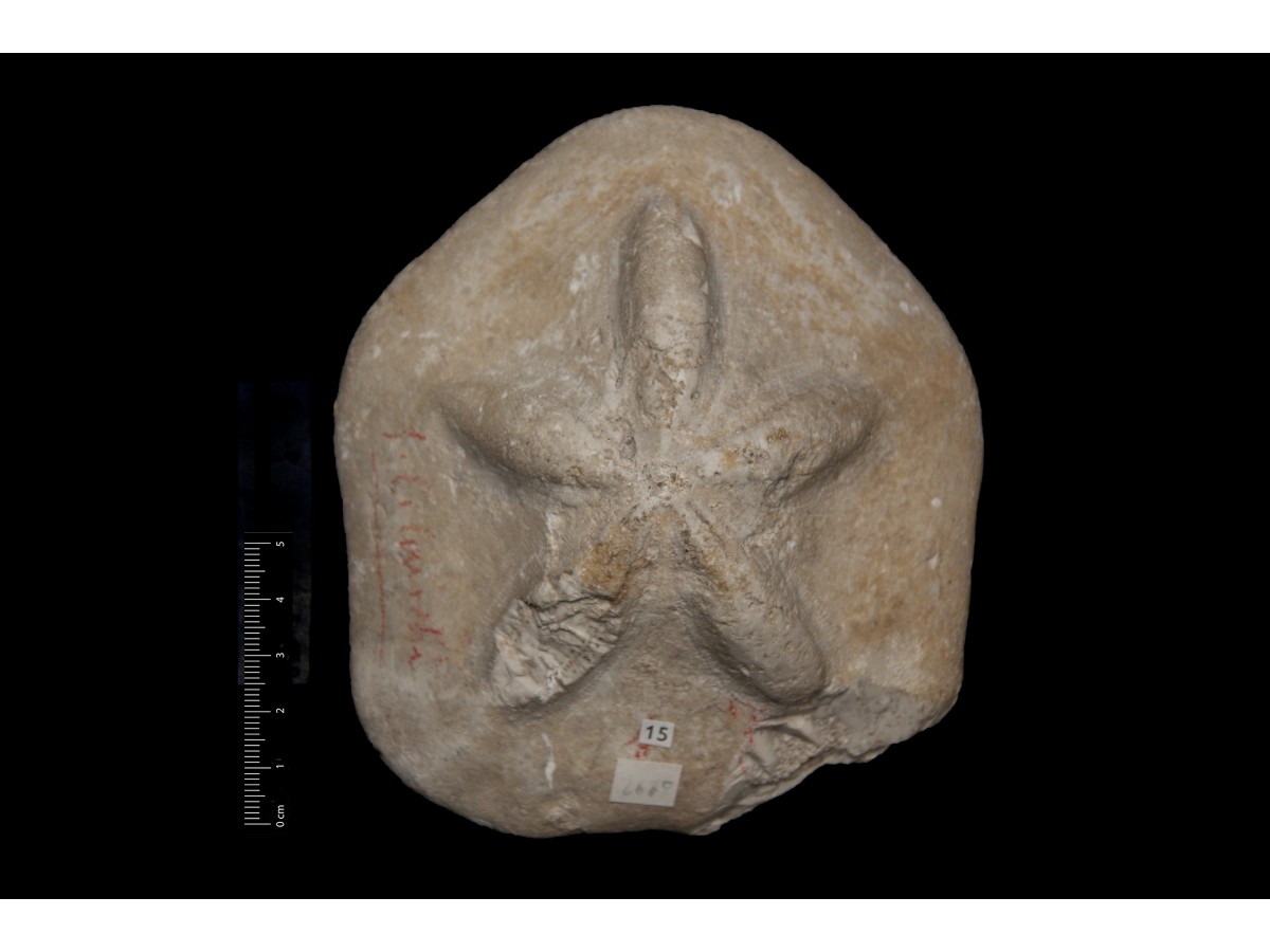 Fossile (invertebrato, teca di echinide, esemplare)