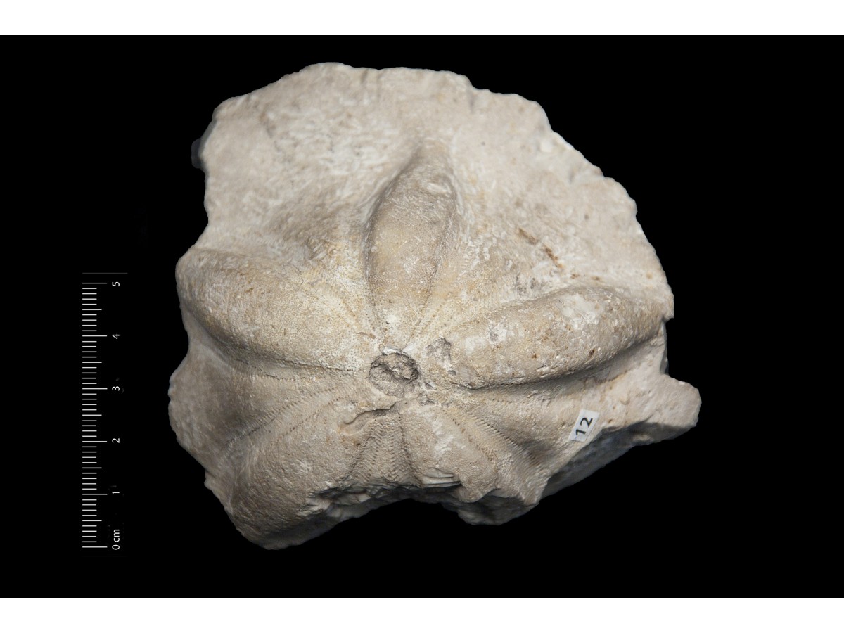 Fossile (invertebrato, teca di echinide, esemplare)