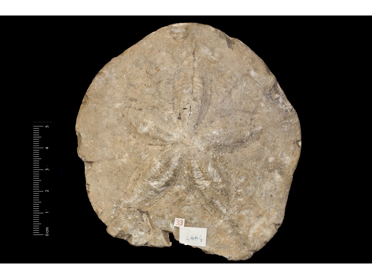 Fossile (invertebrato, teca di echinide, esemplare)