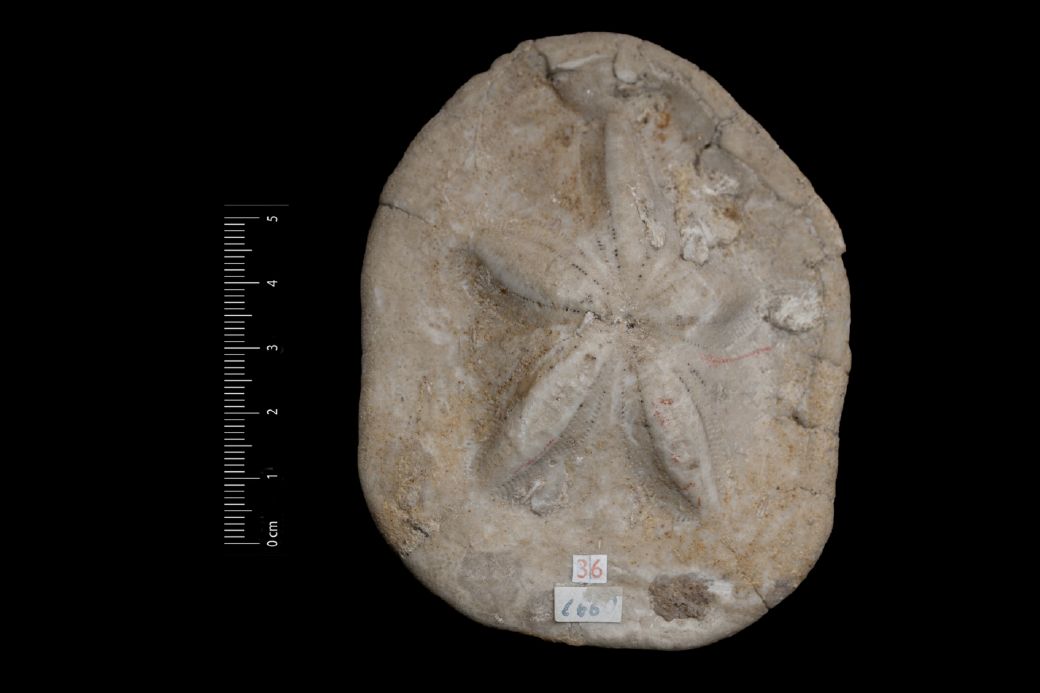 Fossile (invertebrato, teca di echinide, esemplare)