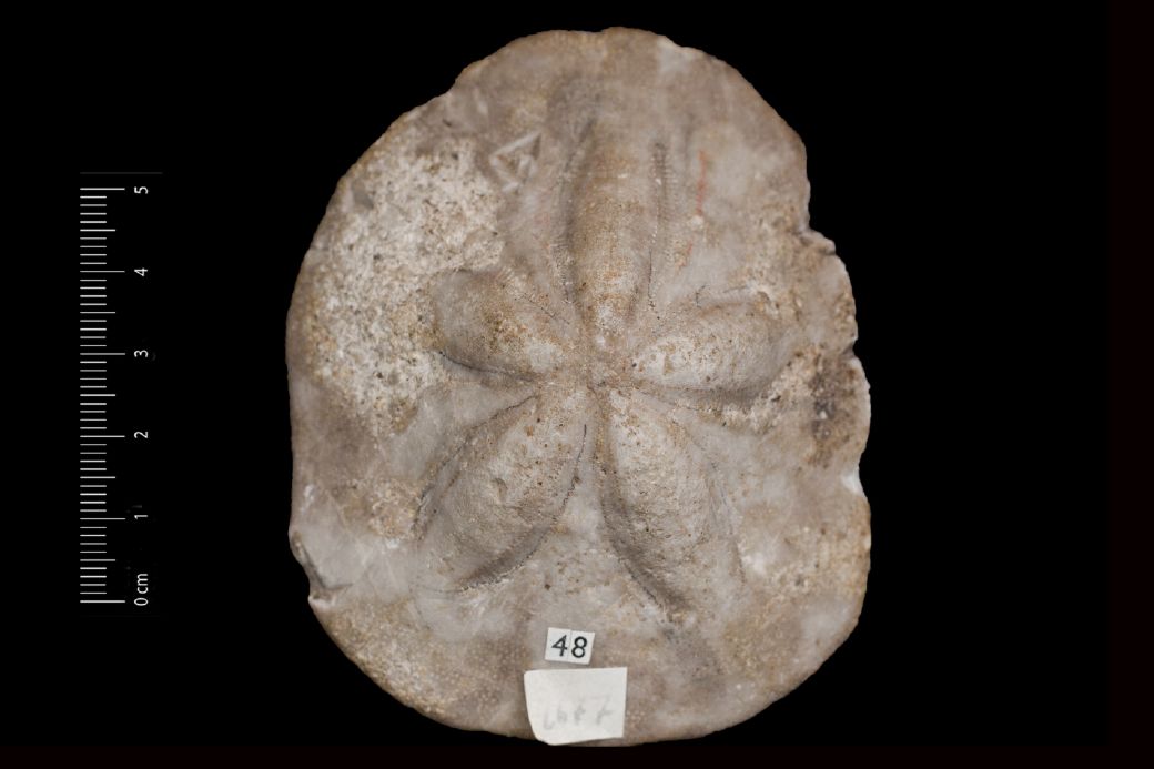 Fossile (invertebrato, teca di echinide, esemplare)