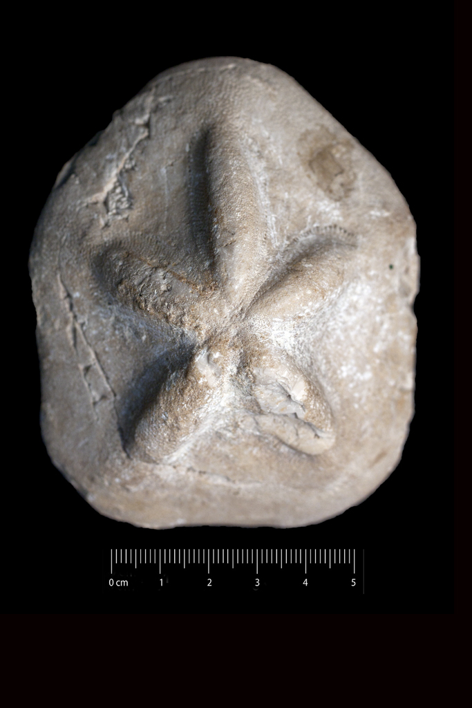 Fossile (invertebrato, teca di echinide, esemplare)