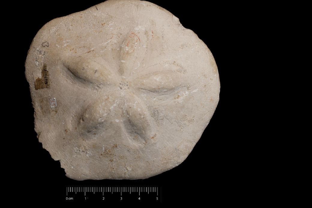 Fossile (invertebrato, teca di echinide, esemplare)