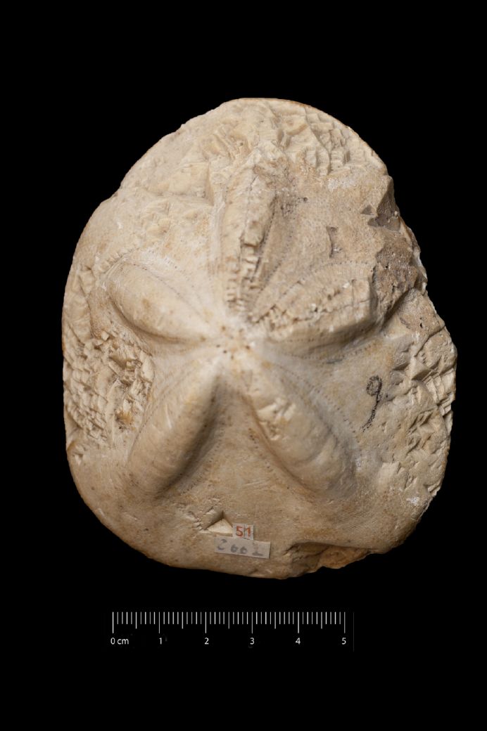 Fossile (invertebrato, teca di echinide, esemplare)