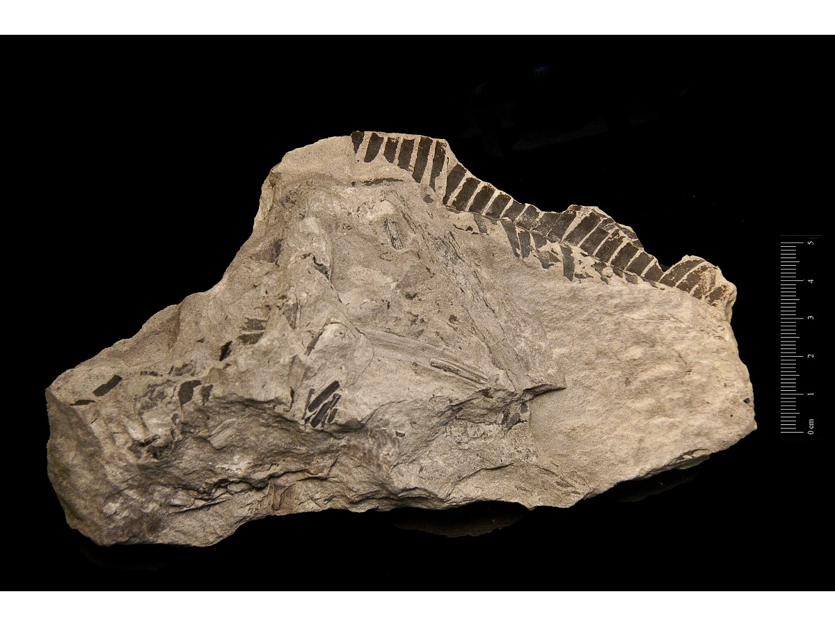 Fossile (frammenti di foglie, associazione fossile)