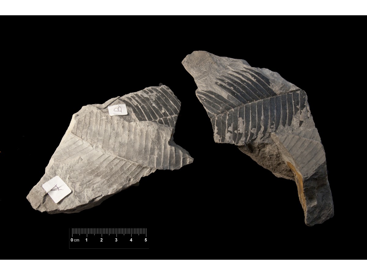 Fossile (frammenti di foglia allungata, esemplare)