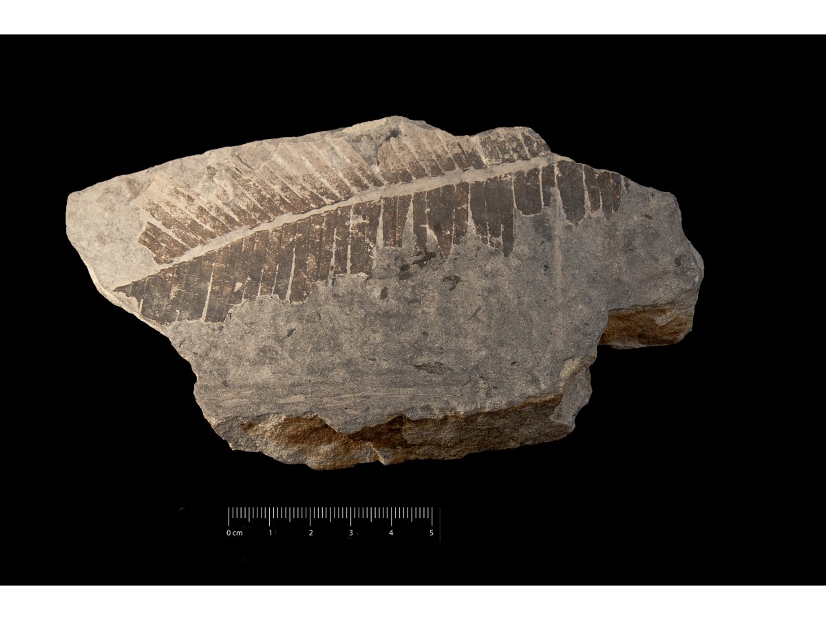 Fossile (frammento di foglia allungata, esemplare)