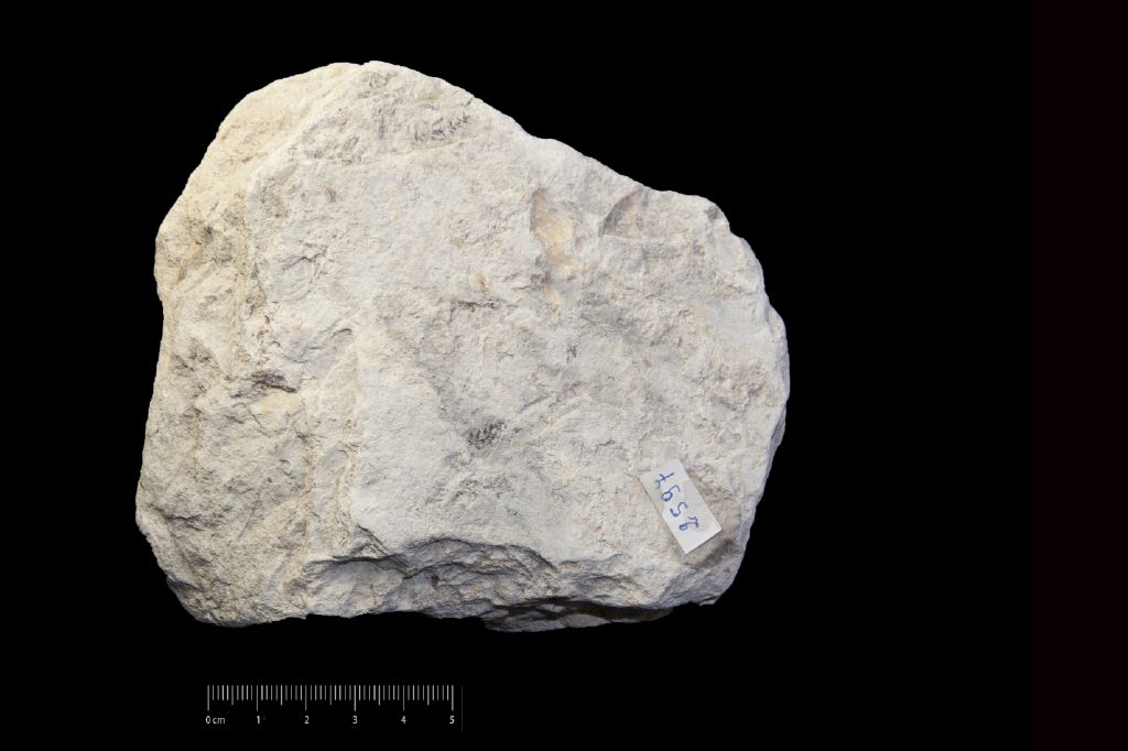 Fossile (conifera, serie)