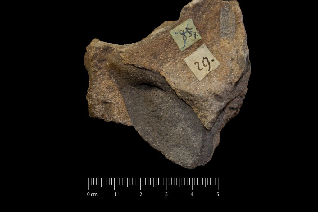 Fossile (frammento, esemplare)