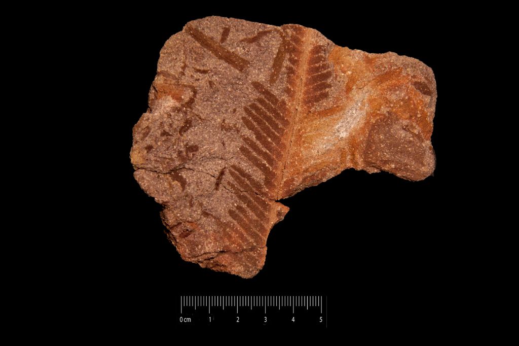 Fossile (frammento di foglia allungata, esemplare)
