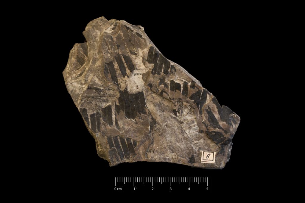 Fossile (frammenti di segmento di foglia allungata, esemplare)