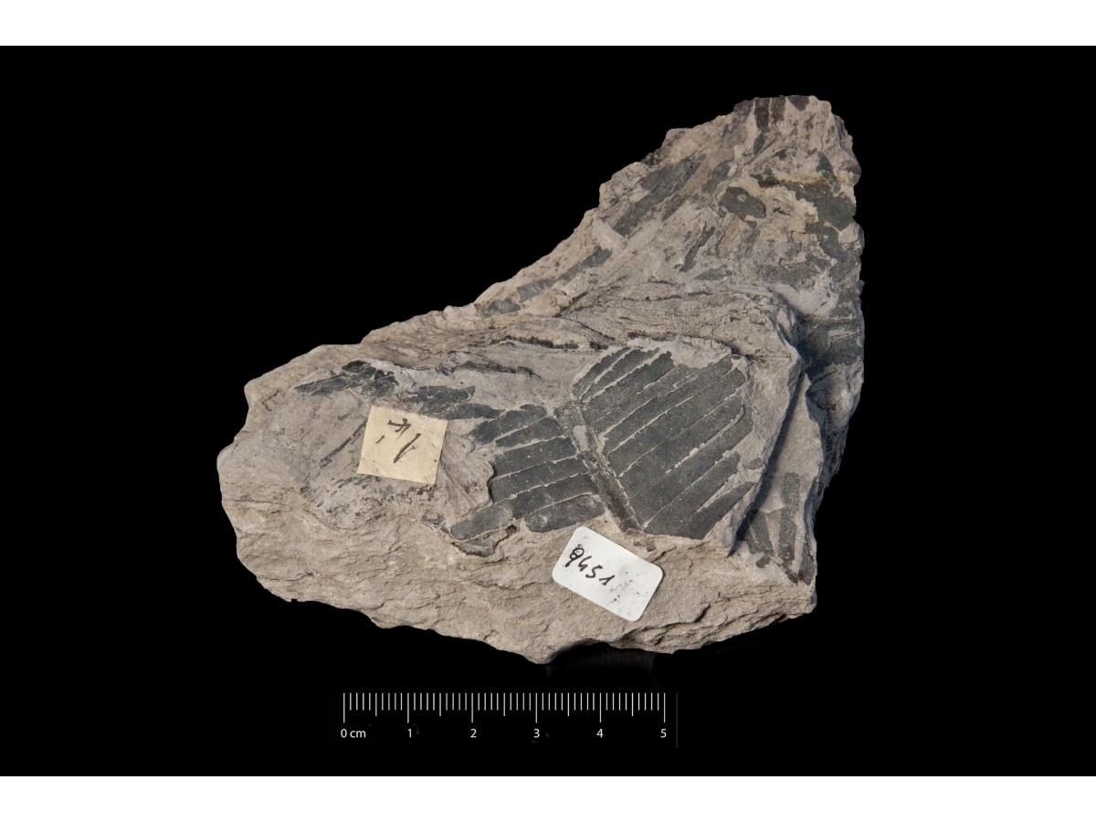 Fossile (frammento di foglia allungata, esemplare)