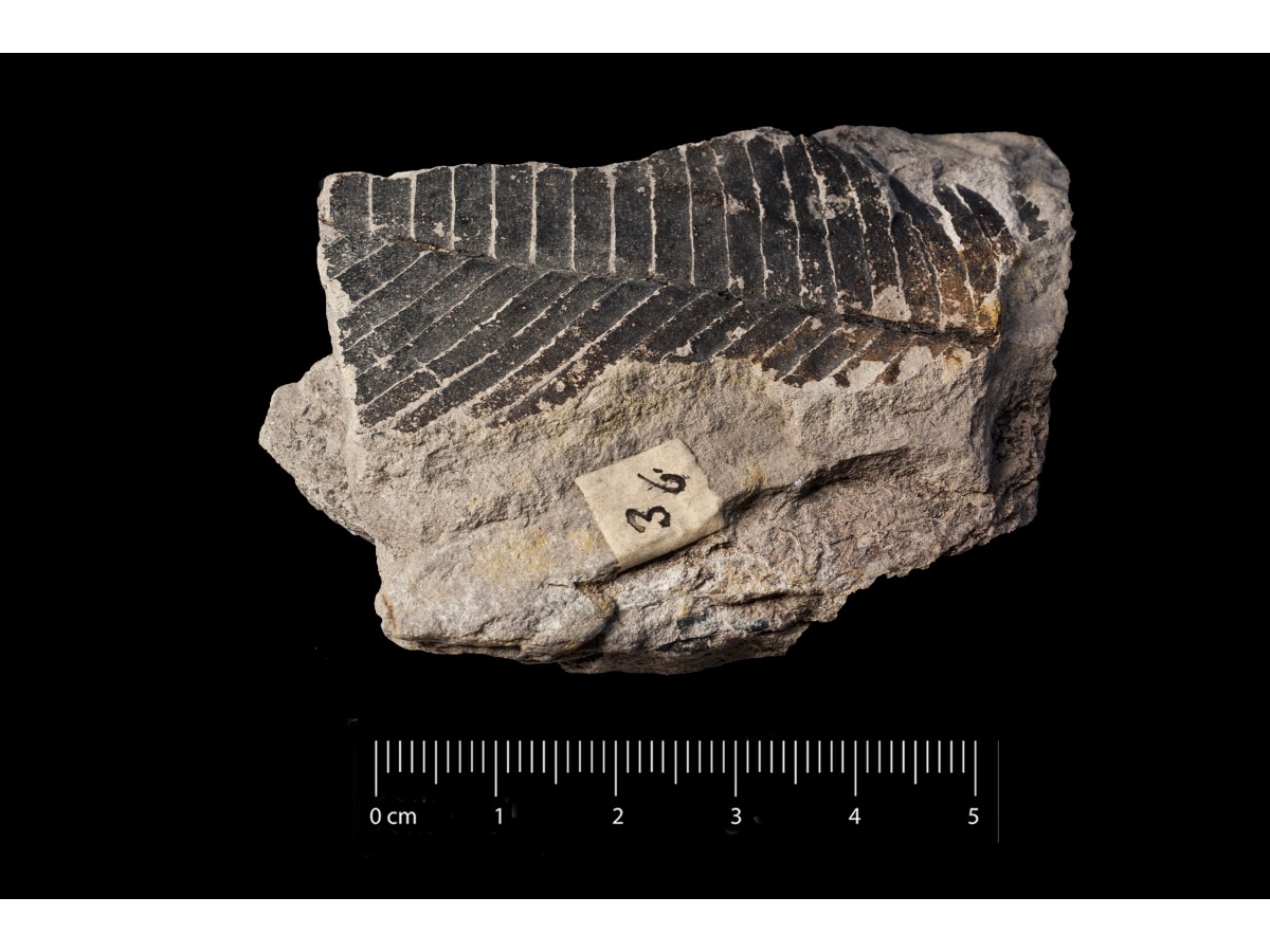 Fossile (frammento di foglia allungata, esemplare)